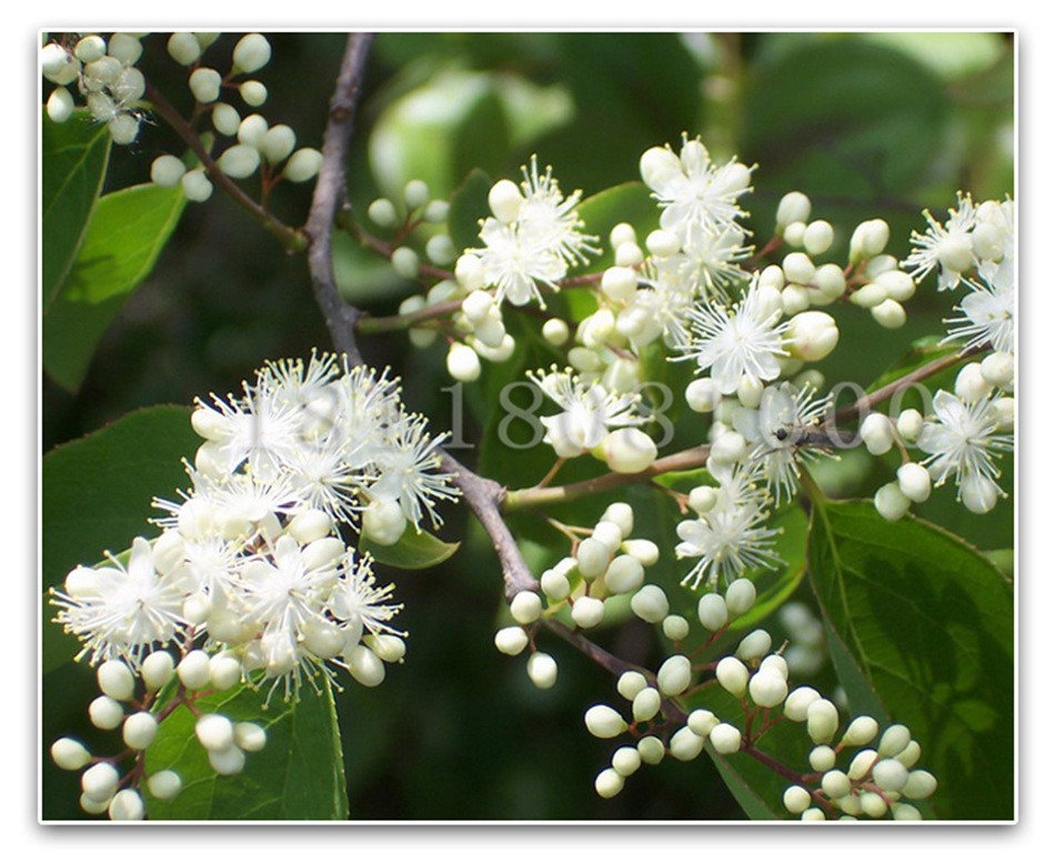 新采收 小叶紫檀 印度紫檀 白檀种子 檀香树种 印度檀香
