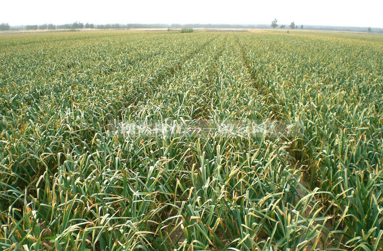 云南特产大理紫皮大蒜 新鲜有机蔬菜调料紫