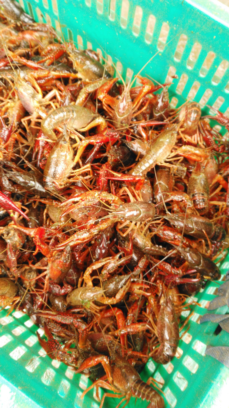 江苏省清水鲜活小龙虾批发,野生小龙虾提供养殖技术养殖提供养殖