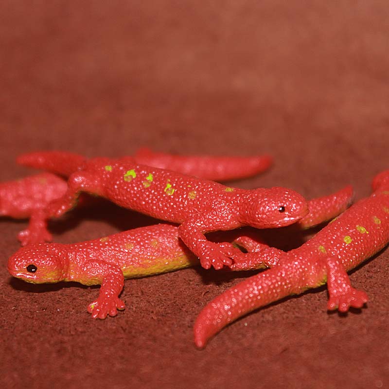 饥荒草蜥蜴_饥荒草蜥蜴供应商_饥荒草蜥蜴批