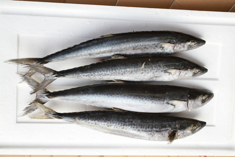 新鲜鲜活马鲛鱼 冰冻鲅鱼 马交鱼