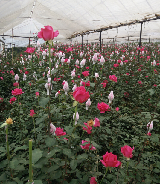 【图】月季老桩多年生切花月季大苗绿化工程苗盆栽花卉卡罗拉_种植