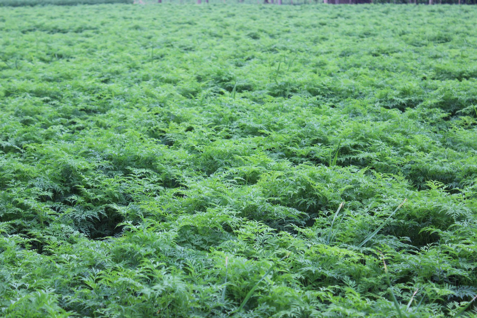 川芎健康片批发厂家