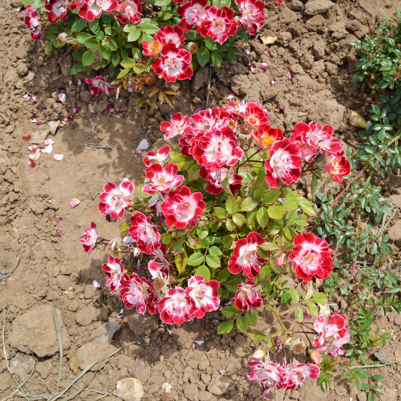 直销鸡尾酒月季花苗 多色月季花苗价格 盆栽地栽绿化植物