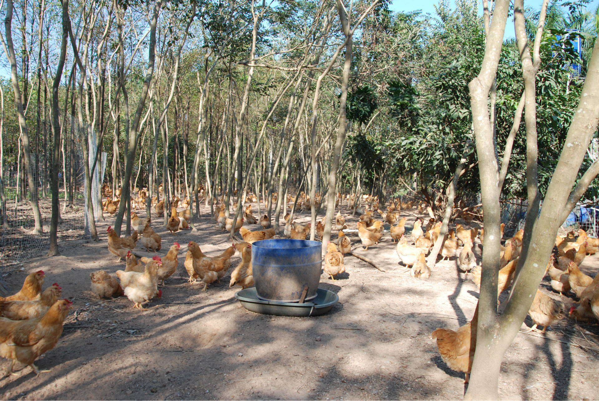 博罗县罗阳镇大铜锤鹅庄