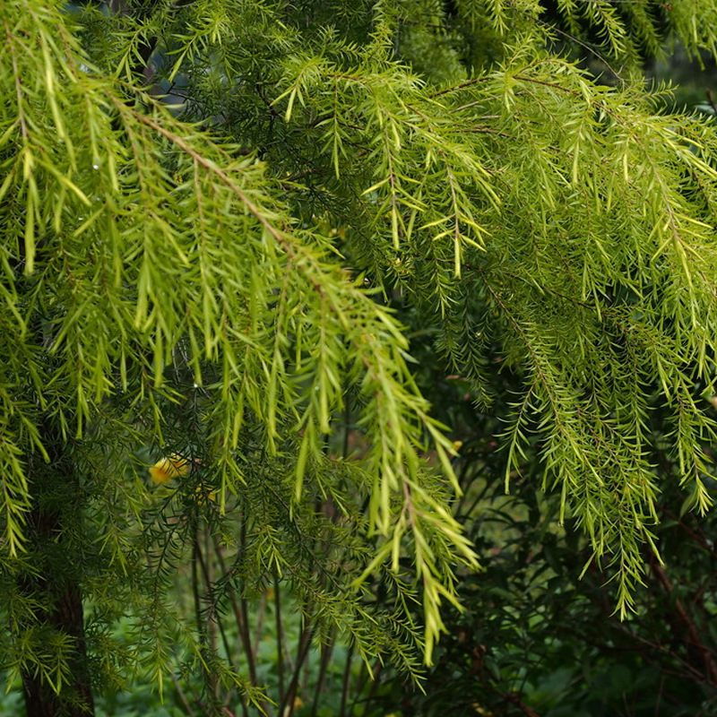 color=red>乔木 /font> 黄金柳绿化树苗 金丝垂柳苗 抗虫性高 现货