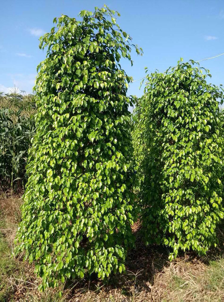 垂叶榕 批发 绿化苗木行道树 常绿乔木 福建榕树 垂榕柱 促销