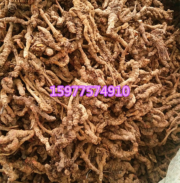 供应黄连 单枝川连个 川连片