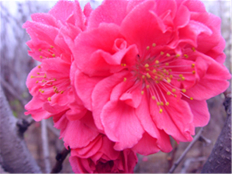 风景苗木批发 优质寒红碧桃小苗 行道绿化寒红碧桃树苗