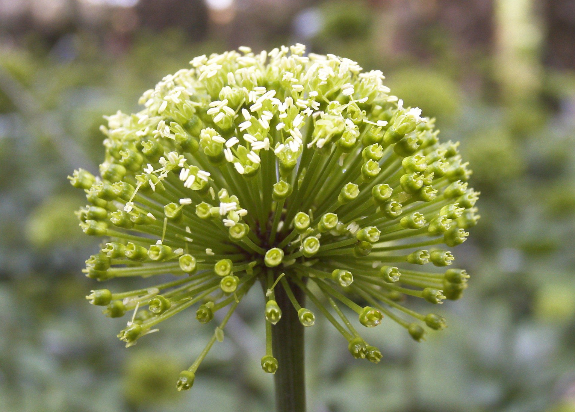 批发 三七花无公害 无农药 有机三七花养生中药材