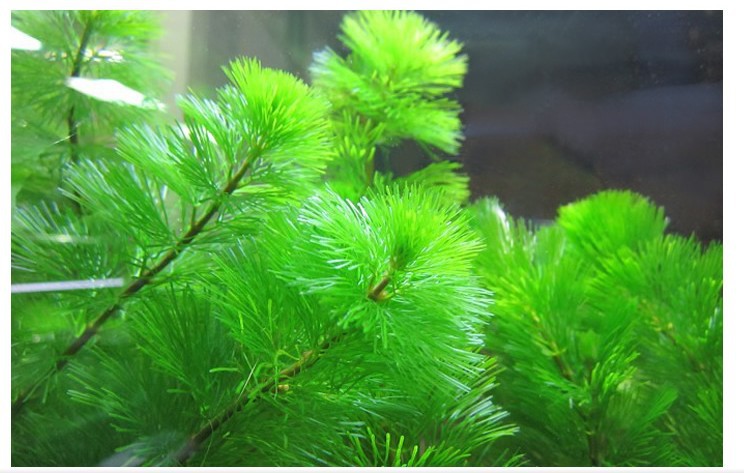 绿菊 真水草批发 活体 观赏水草 鱼缸水族箱造景 装饰 1支