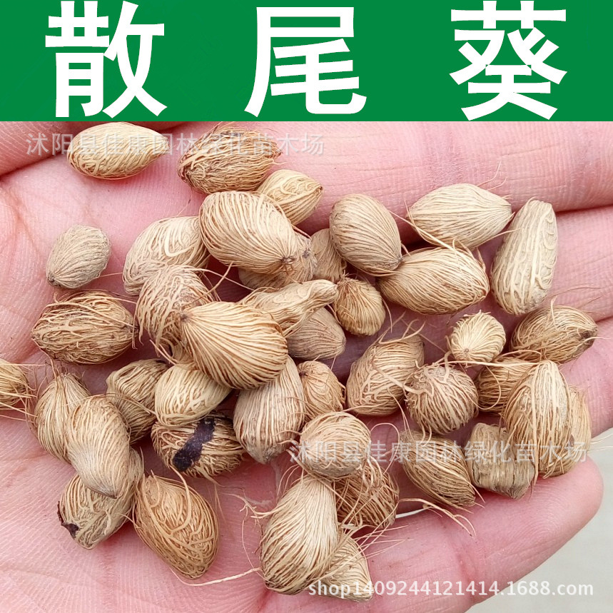 林木种子 散尾葵种子 黄椰子种子 紫葵种子 1件=1斤