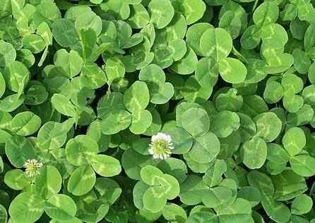 批发供应白三叶草坪种子 公路绿化草种籽 一年四季常