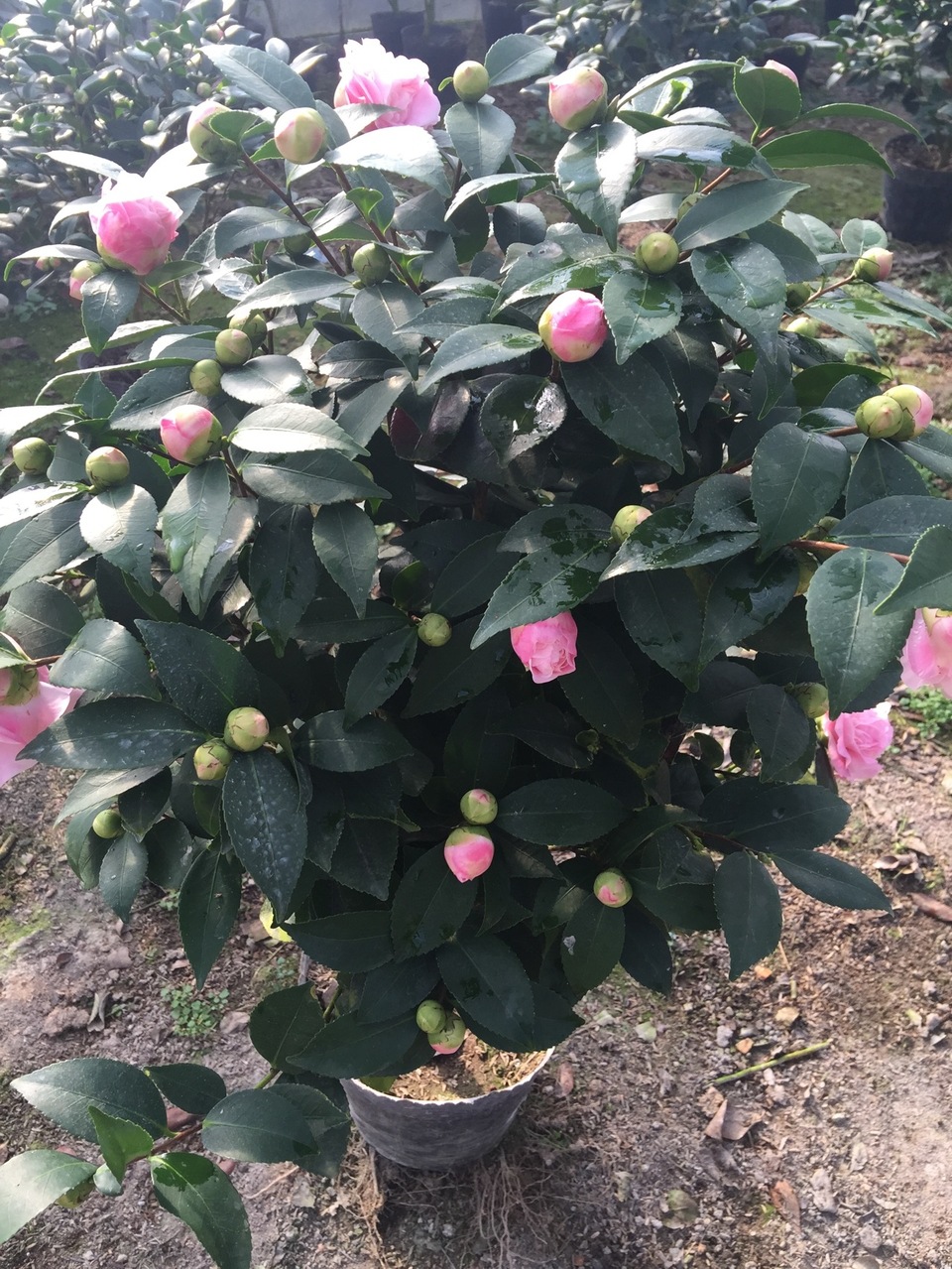 批发千里香茶花苗 三年以上盆栽小苗 香茶花 高50到70绿植小苗