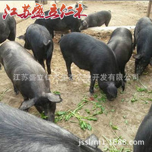 土猪养殖生态黑土猪 放养型黑猪苗 土黑猪母猪苗 良种猪仔批发