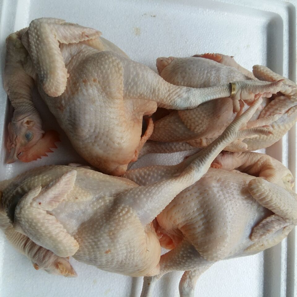 岭南三黄鸡散养90天肉鸡适宜制作白切鸡速冻冷冻鸡肉批发