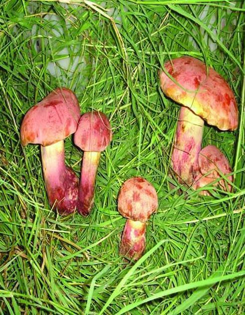 特级干货红葱菌