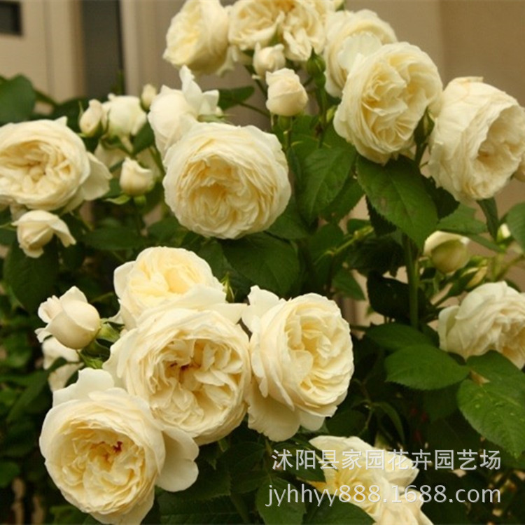 欧洲月季柏姬丰花多头群开变色花抗病盆栽花卉灌木月季花苗