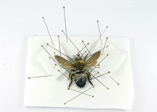 制作标本针实验教学器材中小学生物课不锈昆虫针