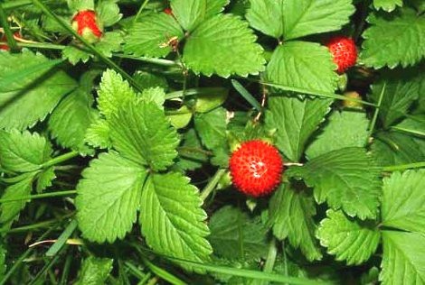 蛇莓 苗 蛇泡草 龙吐珠 三叶莓 三脚虎 落地杨梅 三爪风 蛇泡草