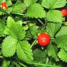 蛇莓 苗 蛇泡草 龙吐珠 三叶莓 三脚虎 落地杨梅 三爪风 蛇泡草