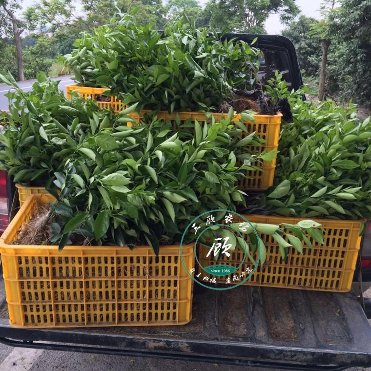 皇帝柑苗 黄帝柑苗 橘子苗 柑橘苗皇帝柑树苗水果德庆皇帝柑树苗