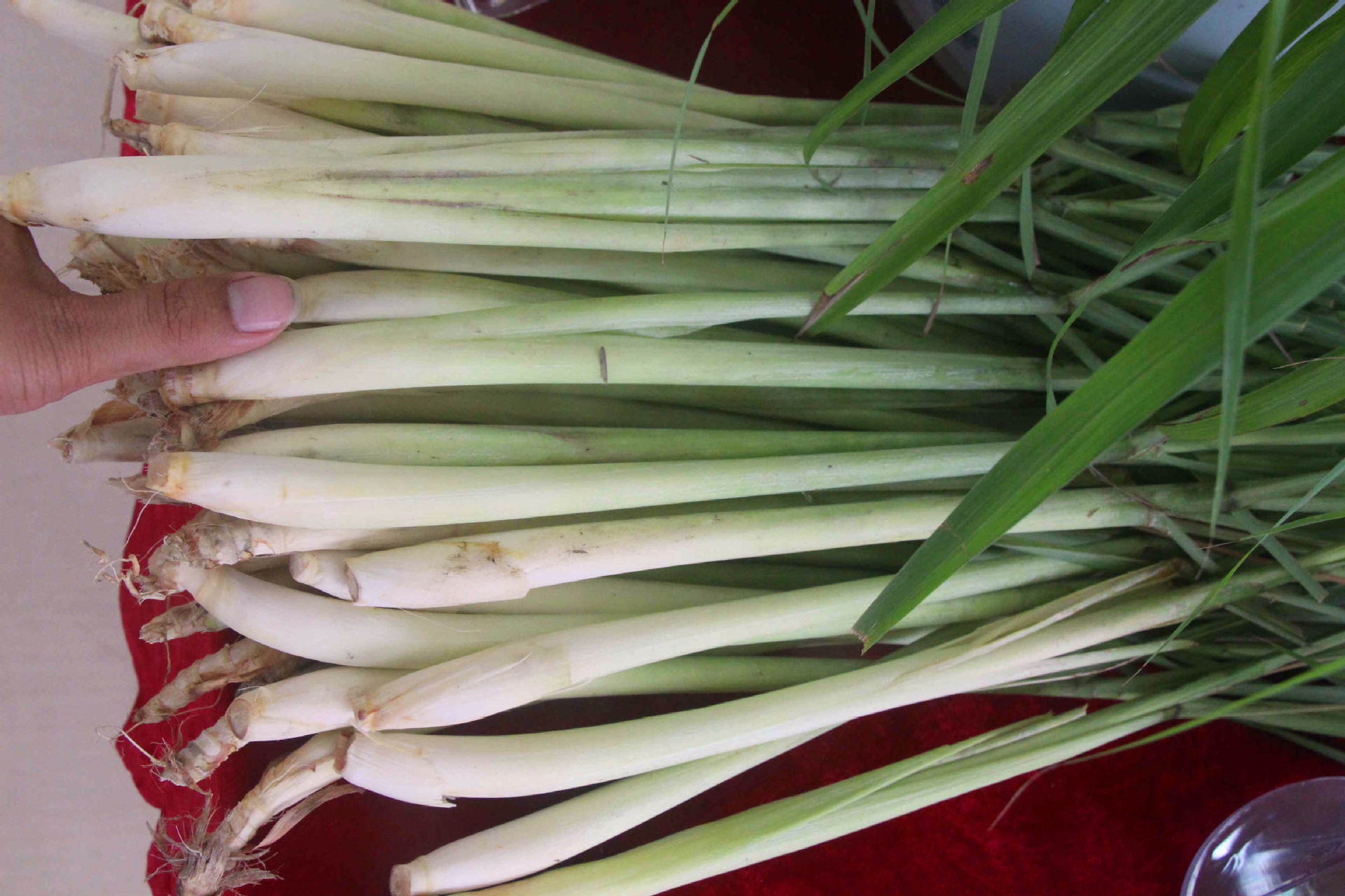 大量批发新鲜香茅 草柠檬香茅 香茅杆 香茅茎火锅料冬阴功汤必备