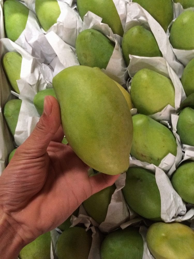 正宗越南玉芒青芒果 新鲜热带水果现货5斤小芒果广西进口一件代发