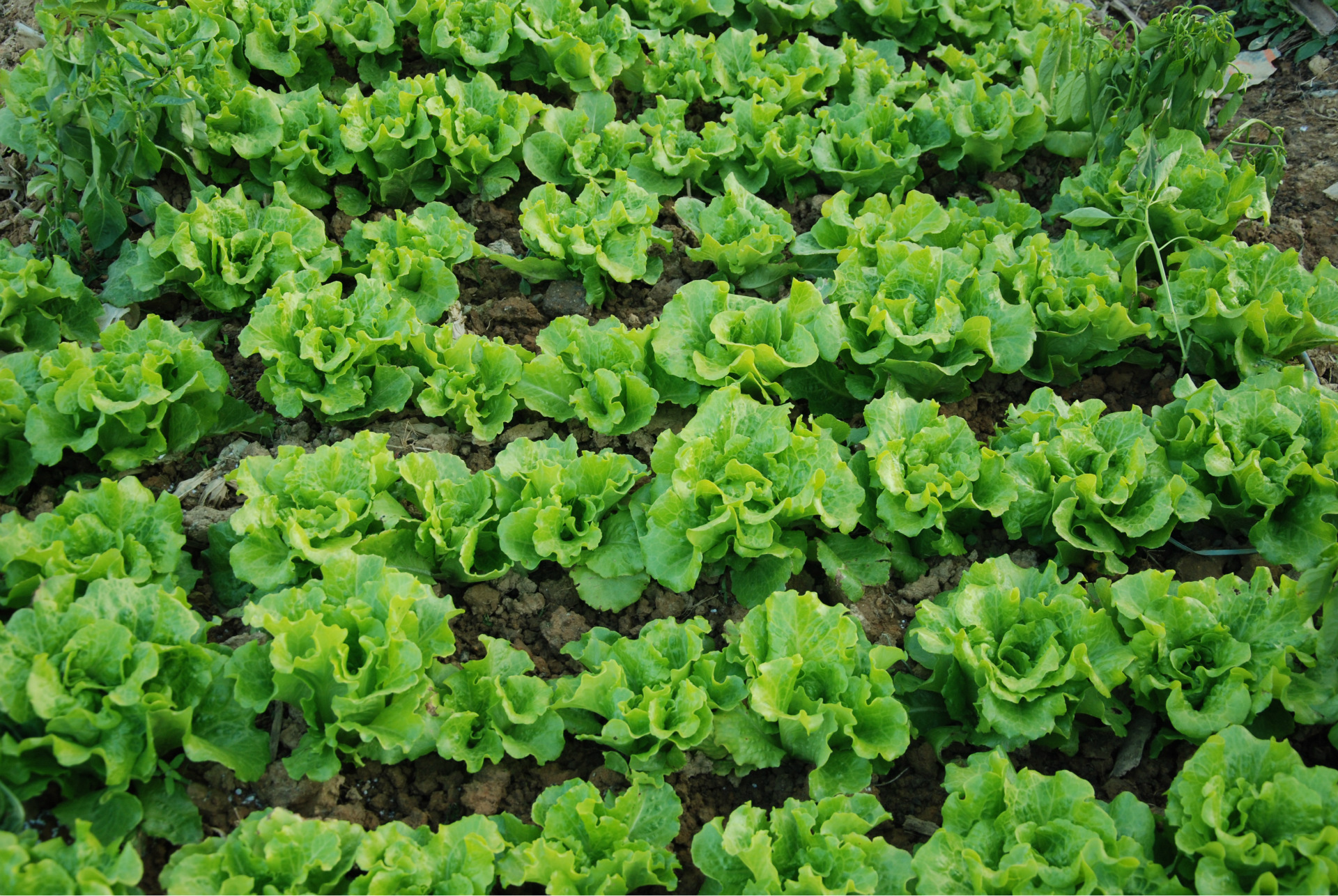 惠州市博罗县麻陂镇香港供应菜场生菜,供应饭堂,学校,饭店 - 蔬菜批发