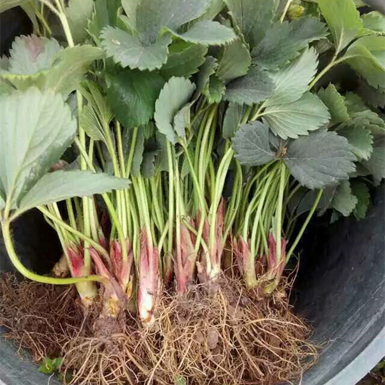 泰安开发区明朗园艺场