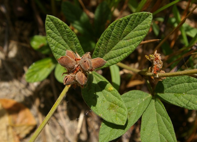 千斤拔提取物/金牛尾提取物/老鼠尾提取物/土黄芩提取物10:1