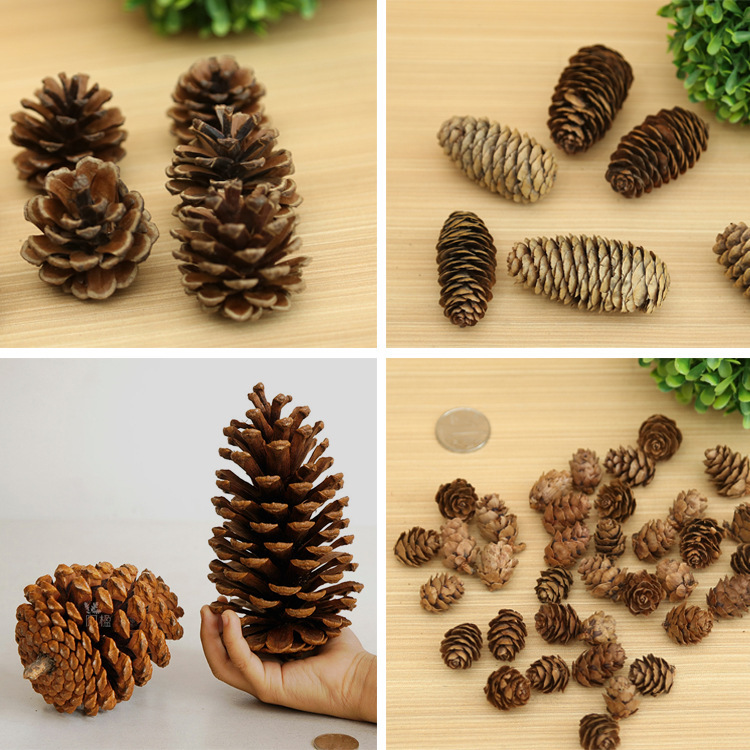 1-18cm Pine Cone Christmas Decorations Pendant Creative Decoration Shooting Props Dried Flower Bunge Pine Cone Pinus Tabulaeformis Wholesale