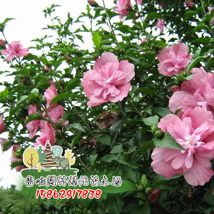 木槿生活官网_木槿生活官网供应商_木槿生活