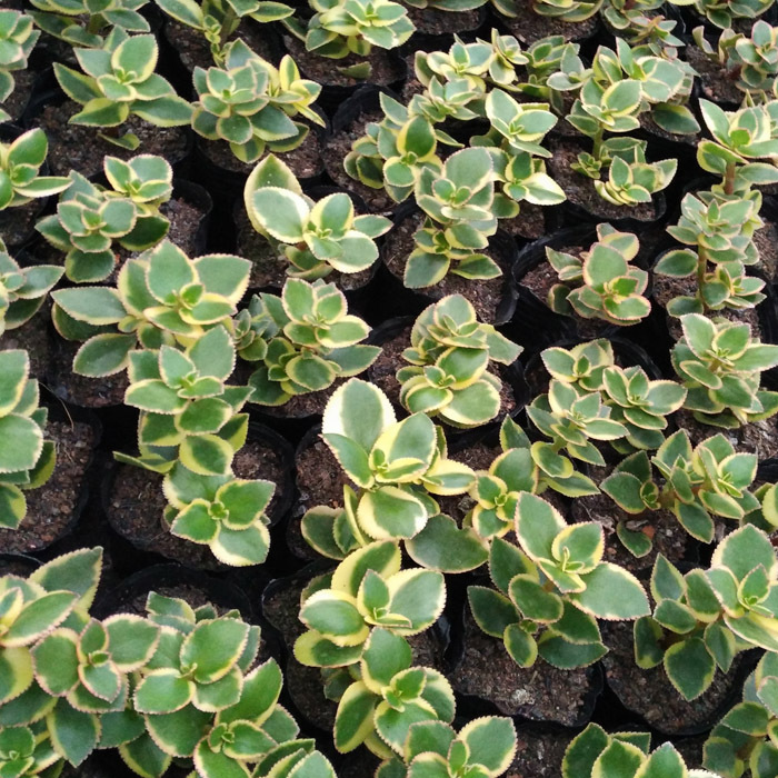 大棚批发多肉植物双色锦长茎景天5-6cm颜色状态佳