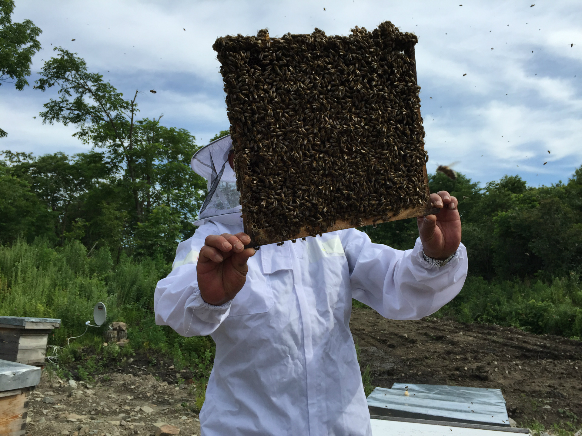 椴树雪蜜黑蜂土蜂蜜袋装批发包邮