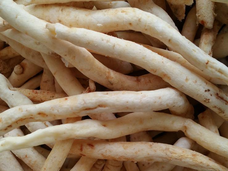 森冉生物白沙参南沙参提取物清肺101现货供应