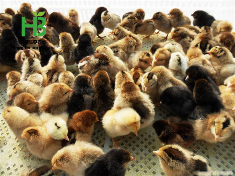 柴鸡出售 柴鸡苗多少钱一只 柴鸡苗价格