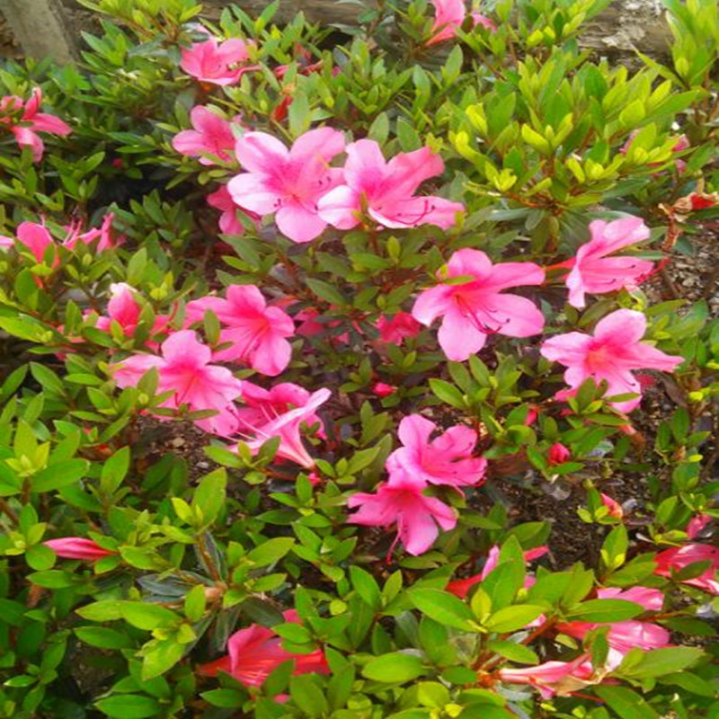 供应耐寒花木-石岩杜鹃 四季常青耐寒,常绿,观叶