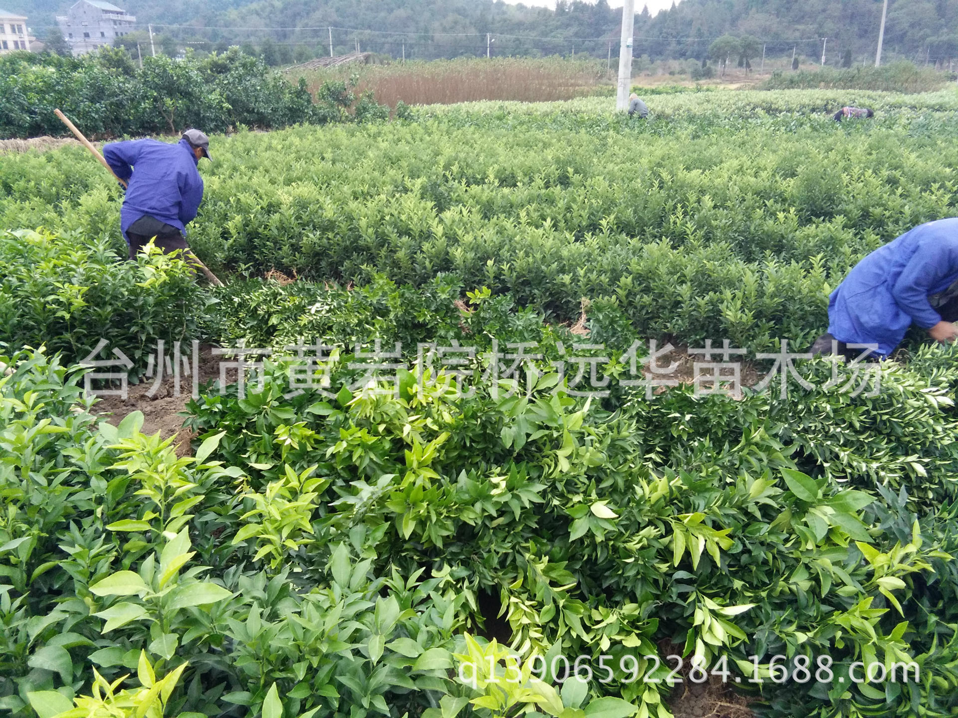 象山红美人_象山红美人供应商_象山红美人批