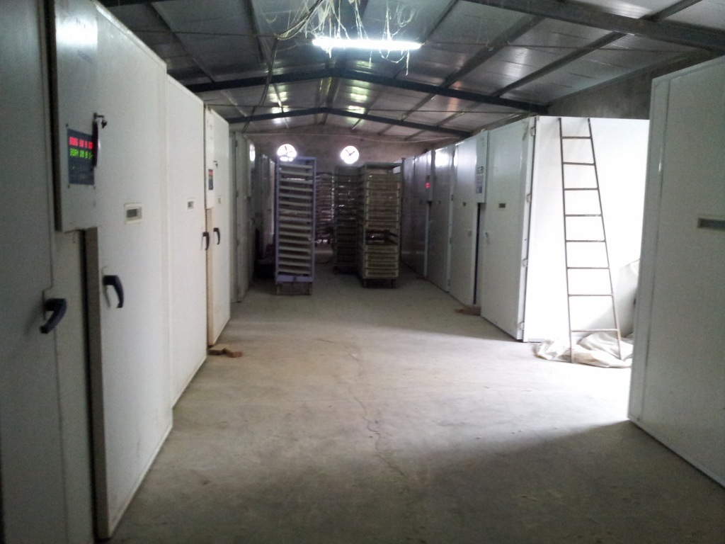 可免费提供技术支持,全程防疫上门指导搭建养鹅场,鹅舍,欢迎新老客户