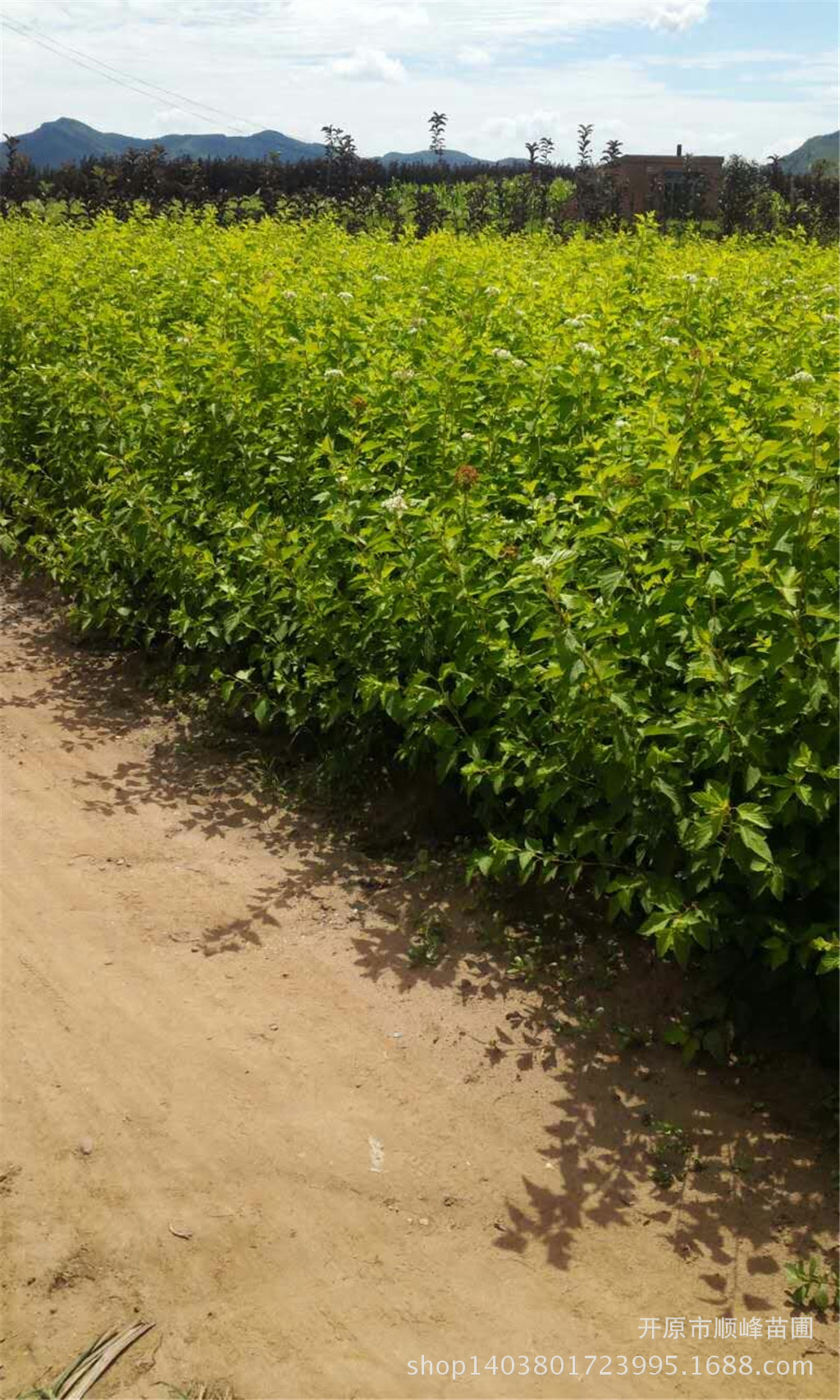 【苗圃发货】金叶风箱果二年丛生苗绿化工程苗东北耐寒苗木批发