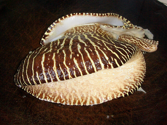 海南三亚大海螺油螺瓜螺椰子螺珍珠螺鲜活海鲜水产品批发零售