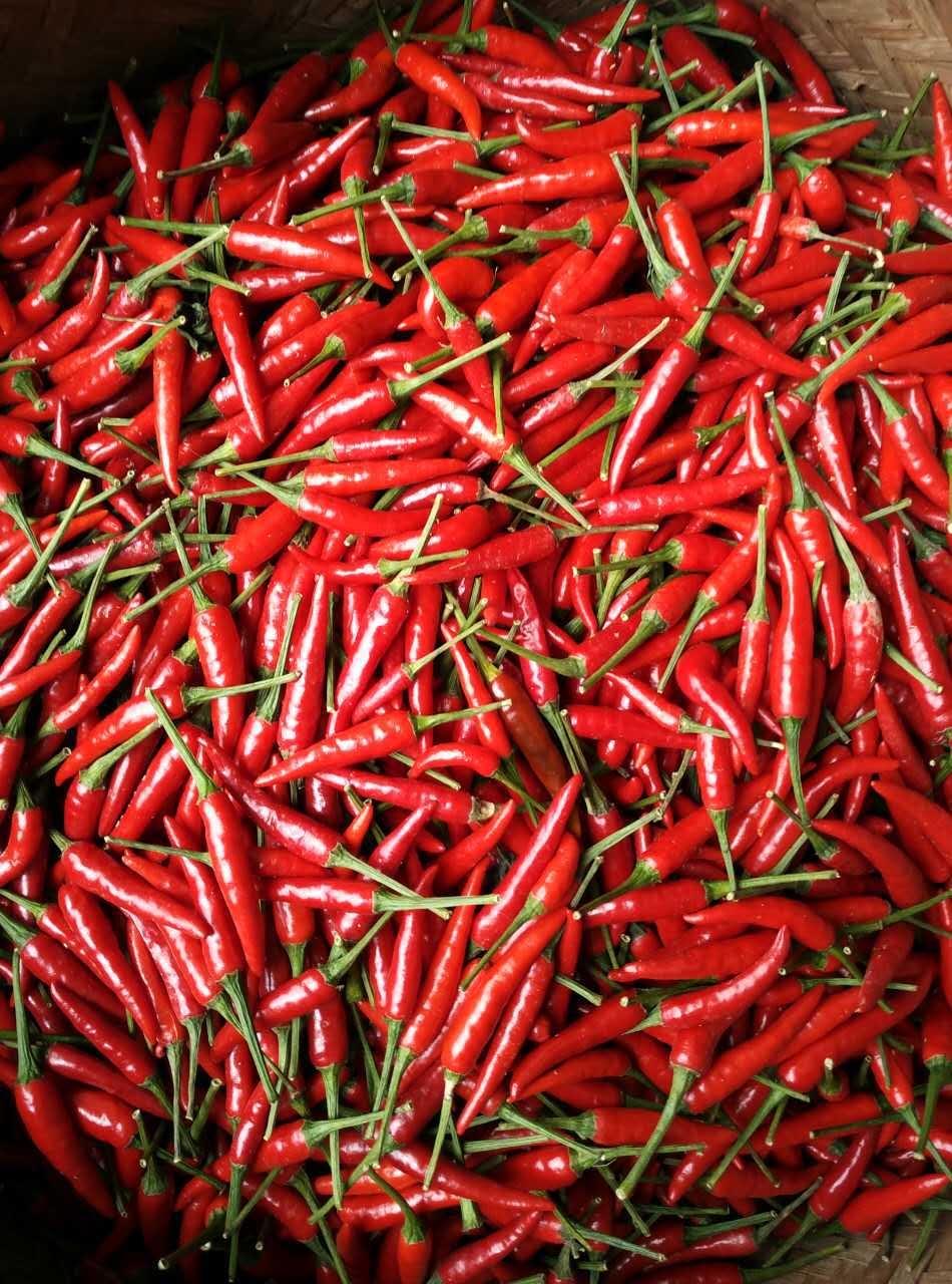 广西新红利自然风干干辣椒货源产地批发量大从优包邮农产品合作.