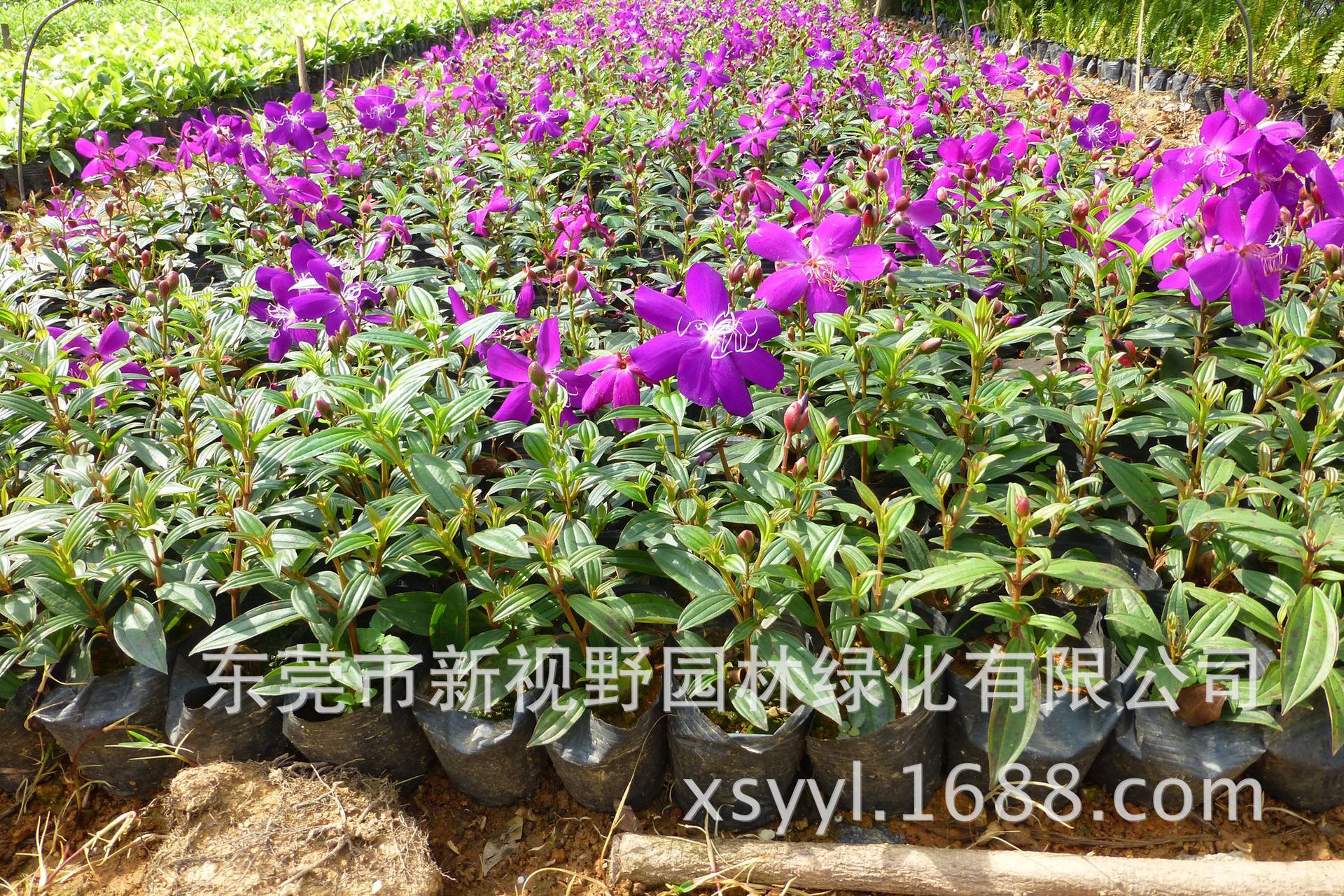 30-40公分高巴西紫牡丹巴西野牡丹紫花野牡丹艳紫野牡苗全国发货