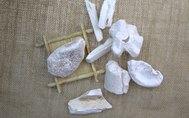 批发散装 白龙骨