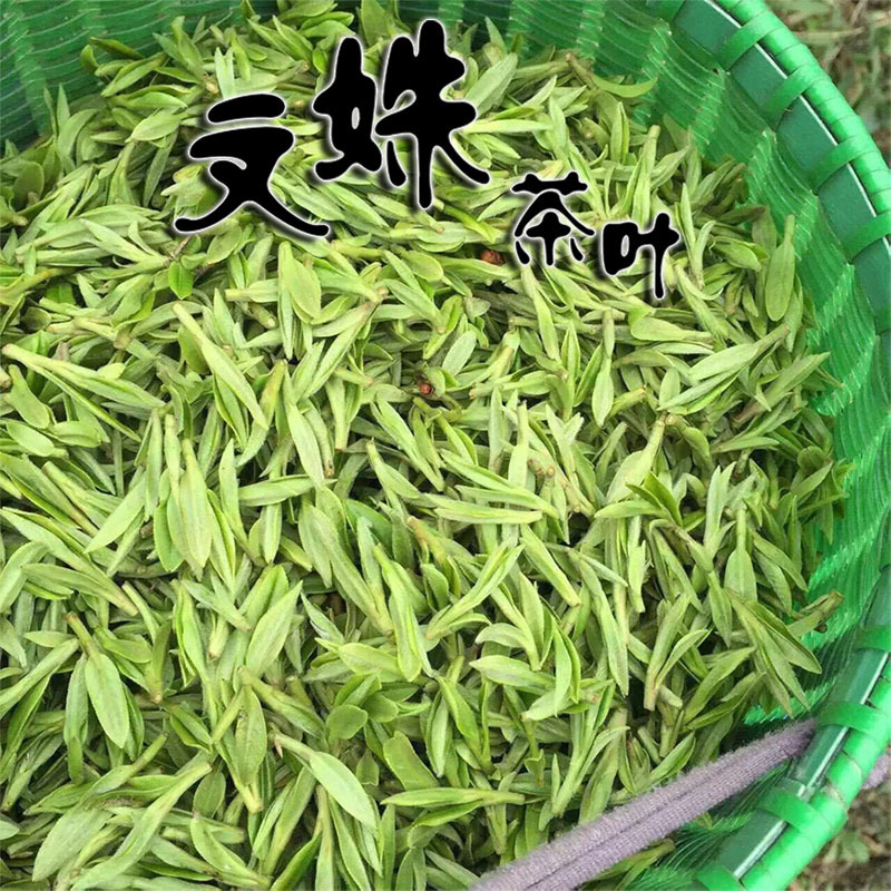 茶青叶 500（%） 绿茶井茶批发茶茶叶