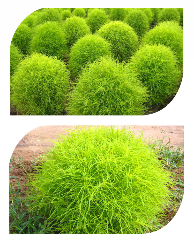 美国marseed 批发地肤绿色种子庭院阳台观赏盆栽有氧植物进口四季