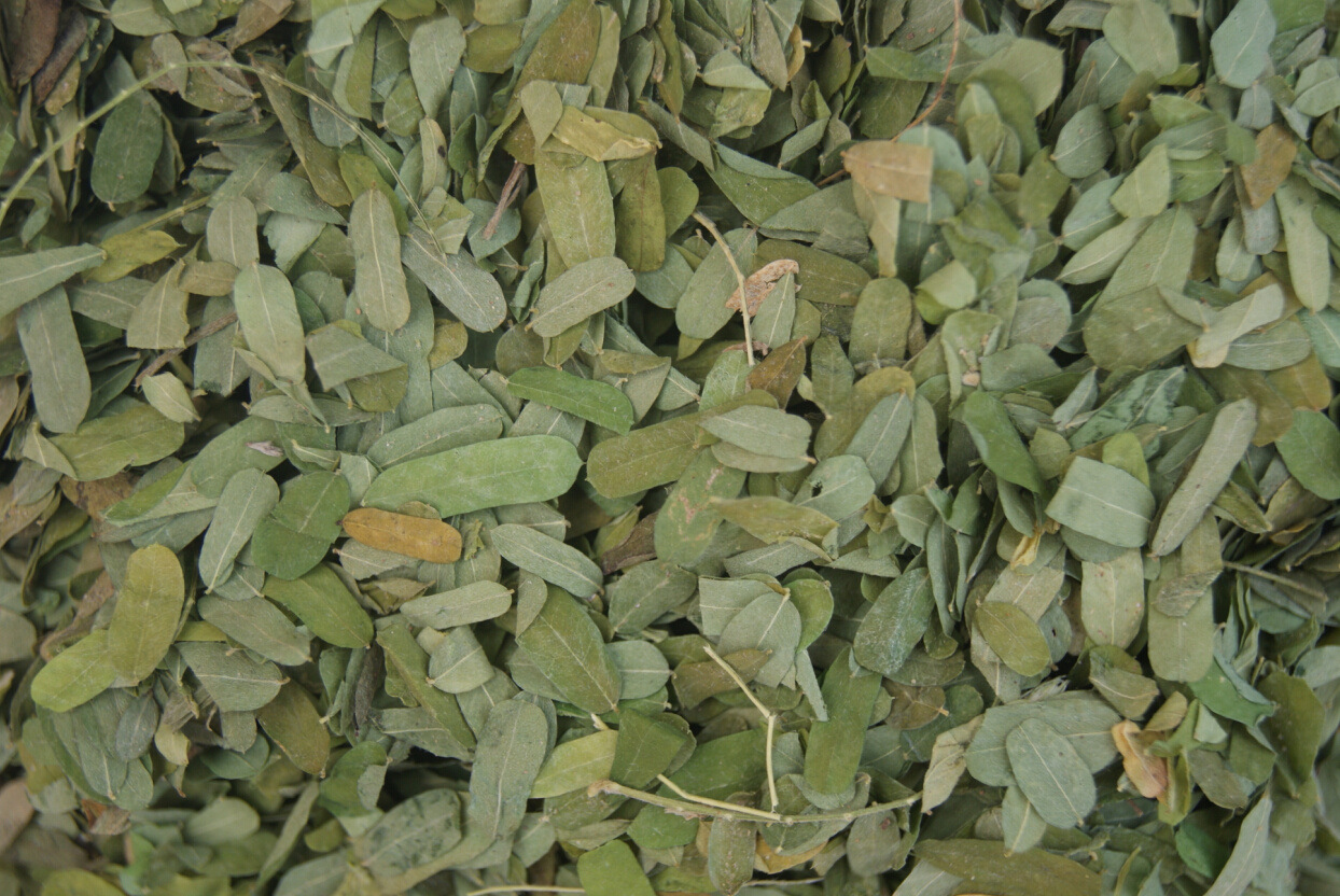 x387产地直销相思叶,相思藤叶 山甘草叶甜鸡骨草叶