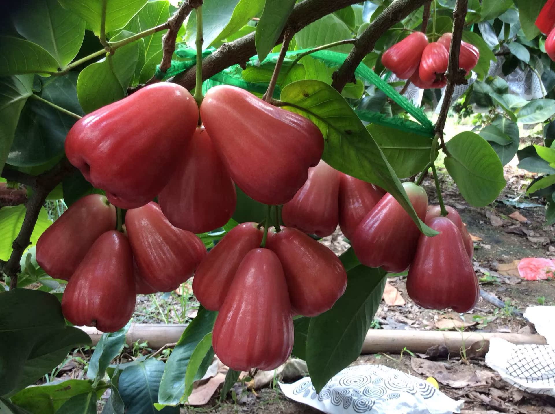 【强力推荐】热带水果 大叶红莲雾苗 适合北方大棚种植 耐寒耐霜