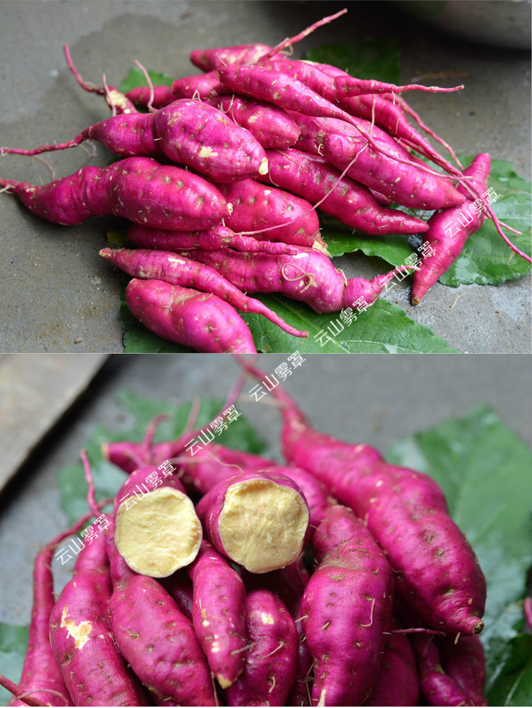 天目香薯红薯 农场批发绿色 云山雾罩小香薯招淘宝**代理